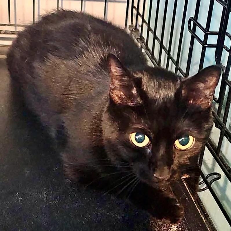 CoCo, ADOPTABLE, Adult Female Domestic Short Hair.
