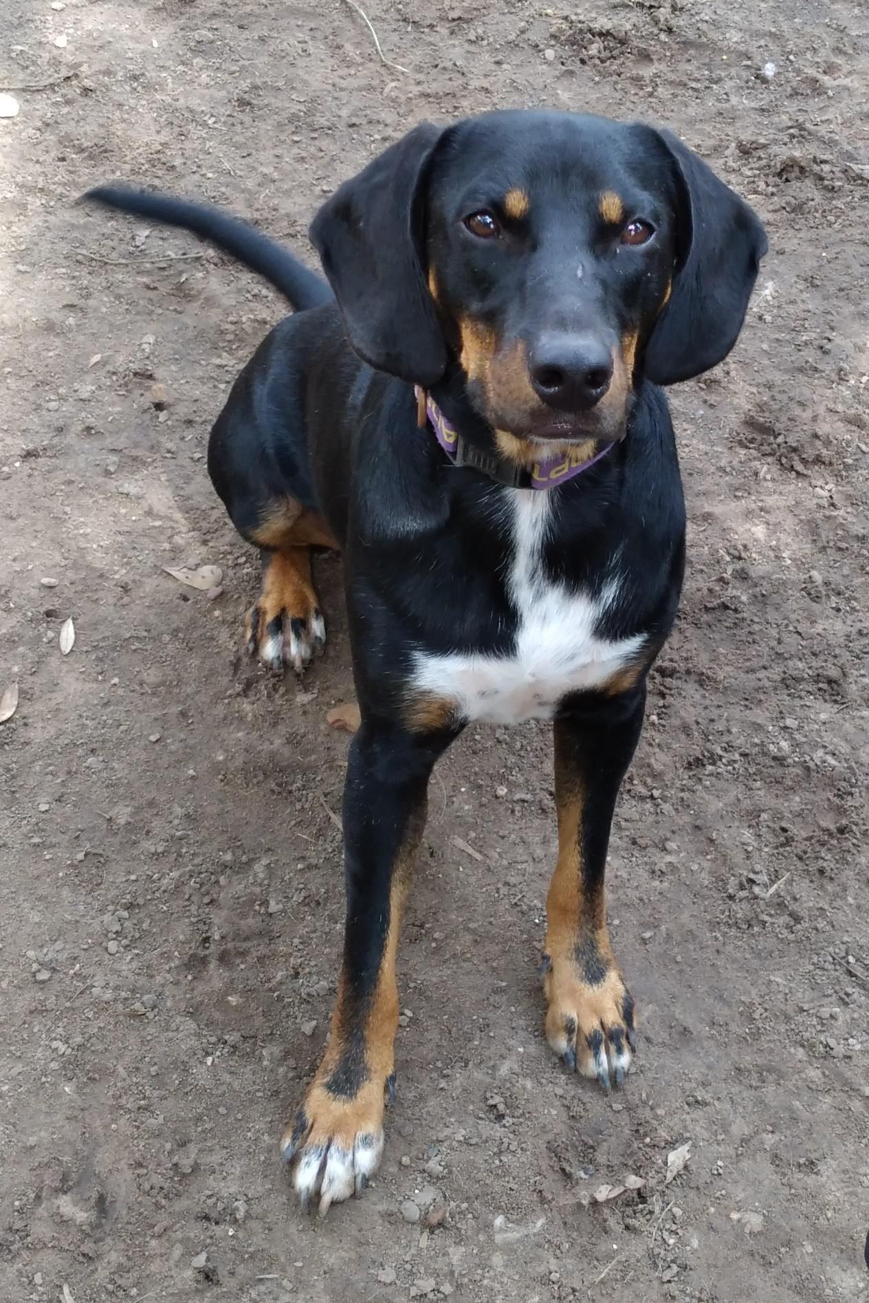 Gunner from TEXAS, a Adoptable mixed breed in East Syracuse, NY image 1/4