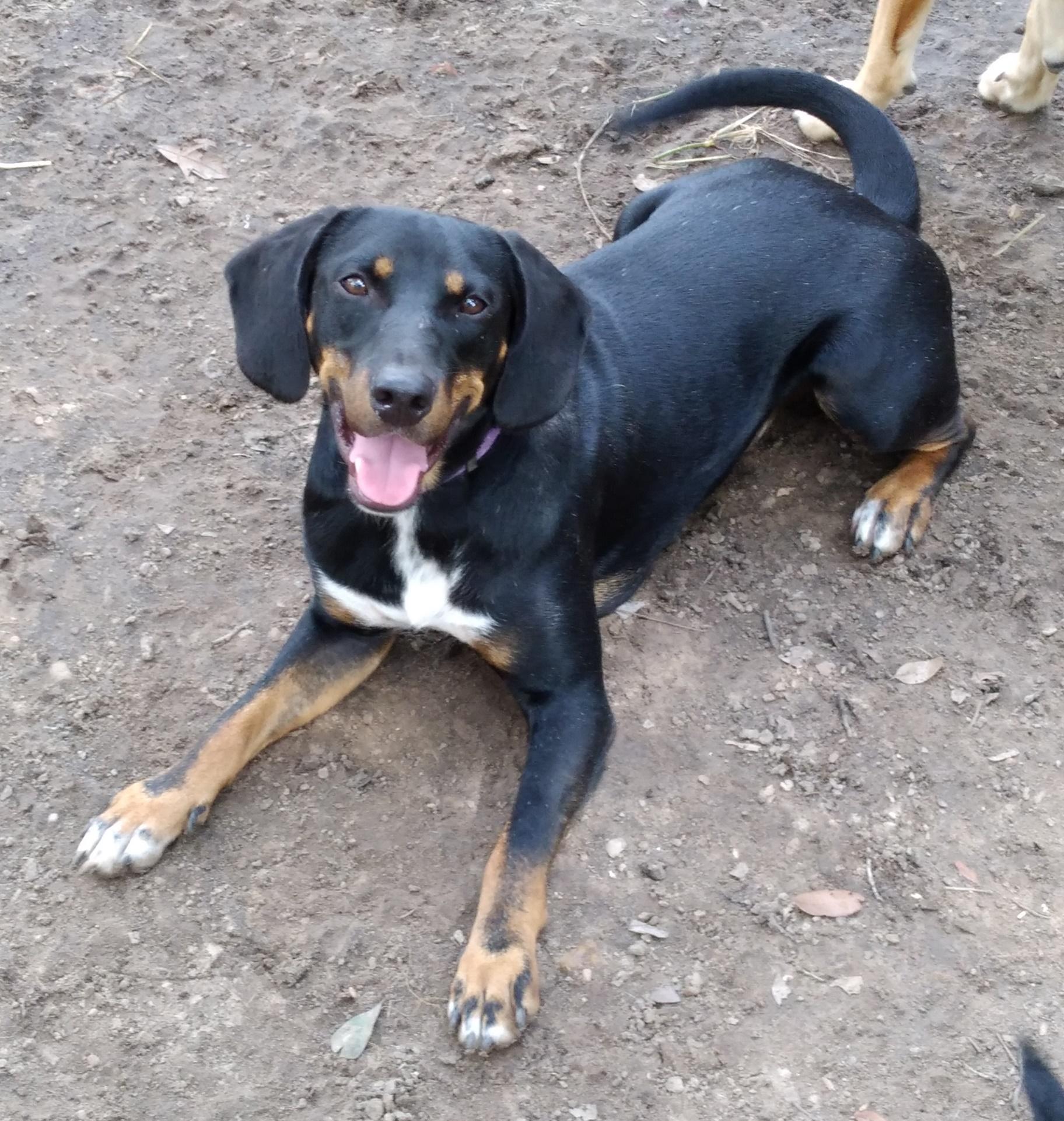 Gunner from TEXAS, a Adoptable mixed breed in East Syracuse, NY image 2/4