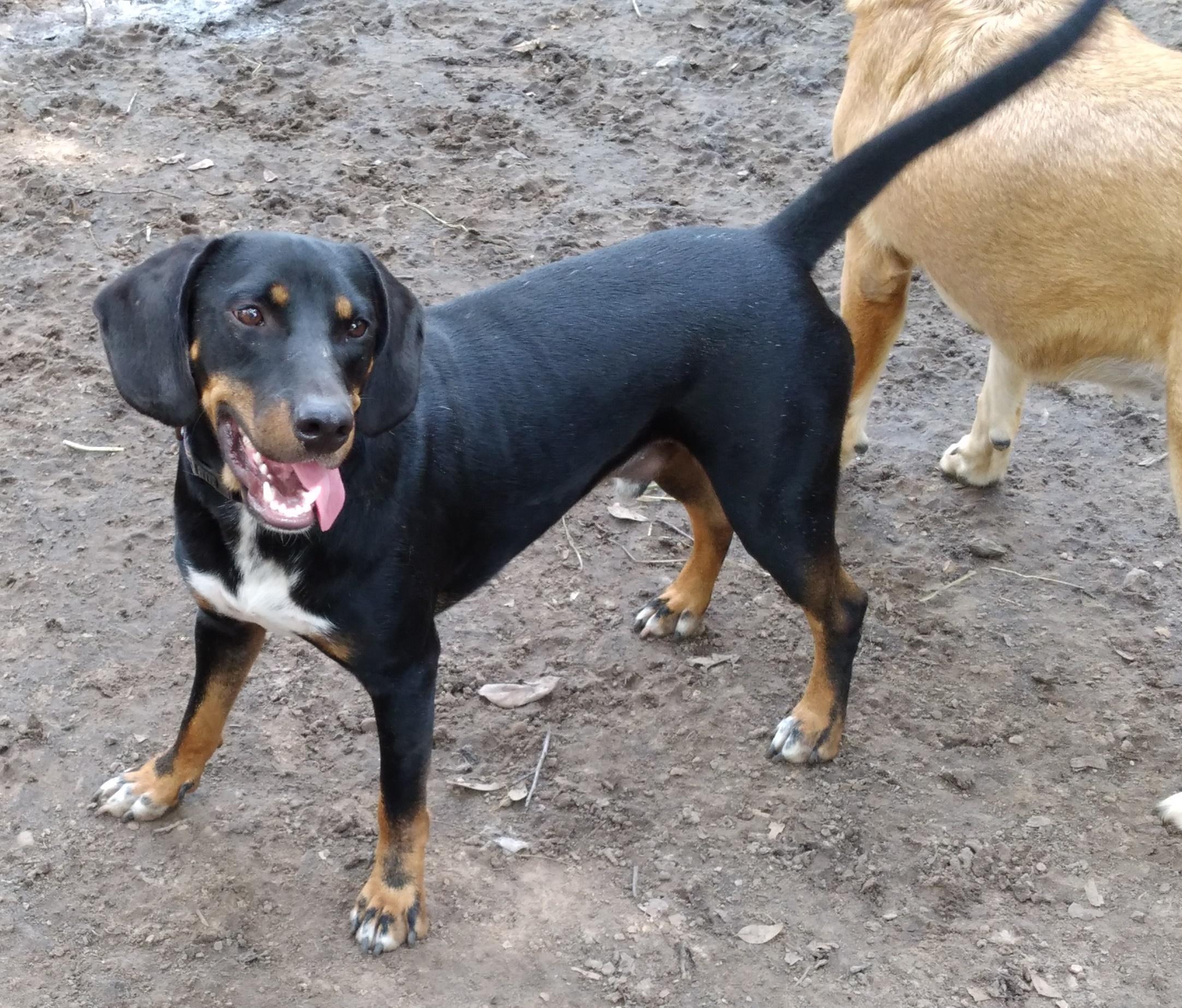 Gunner from TEXAS, a Adoptable mixed breed in East Syracuse, NY image 3/4