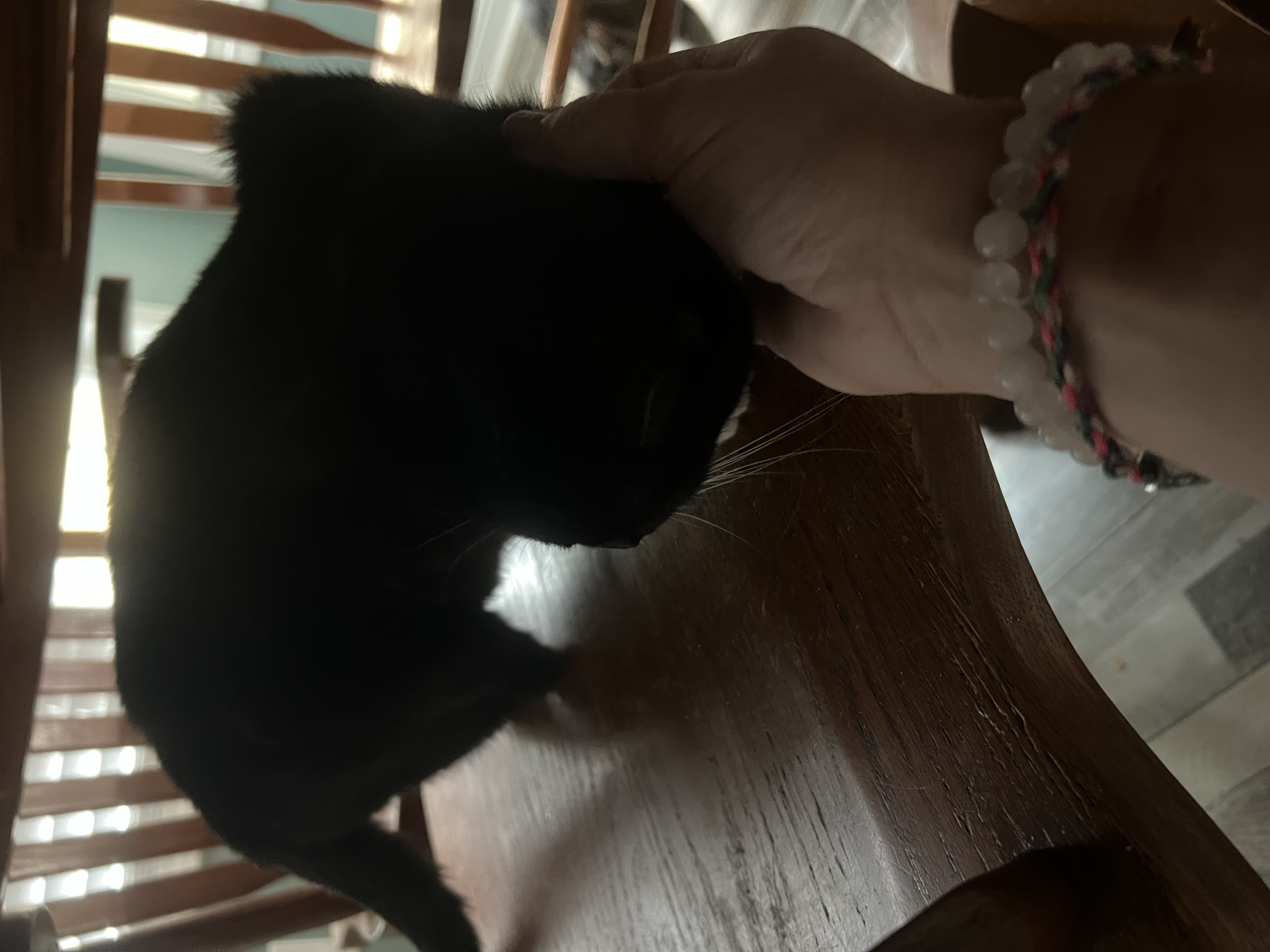 Trio, a Adoptable Tuxedo in Mount Croghan, SC image 1/2