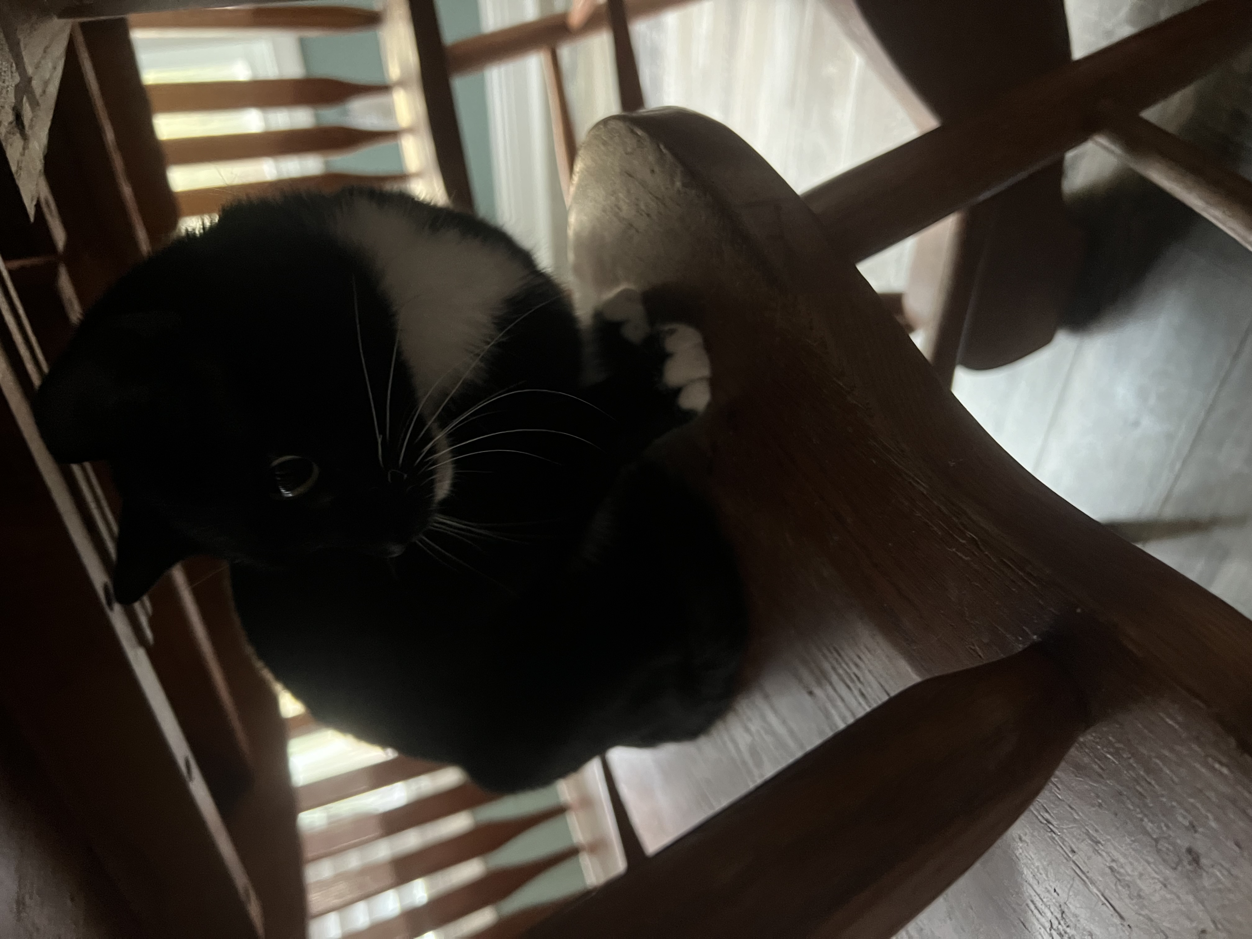 Trio, a Adoptable Tuxedo in Mount Croghan, SC image 2/2