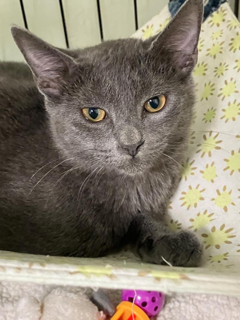 Nimbus, Adoptable, Kitten Female Russian Blue.