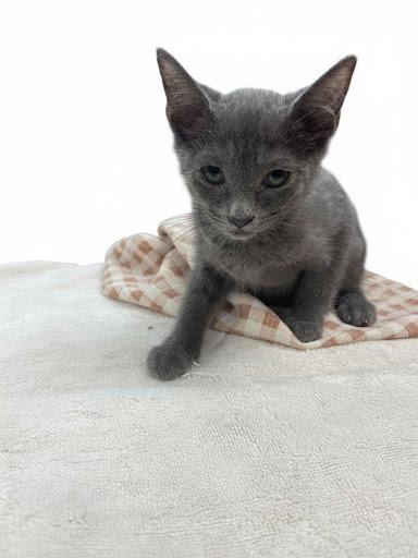 Enlarge Nimbus, a Adoptable Russian Blue in Lunenburg, MA image 2/2