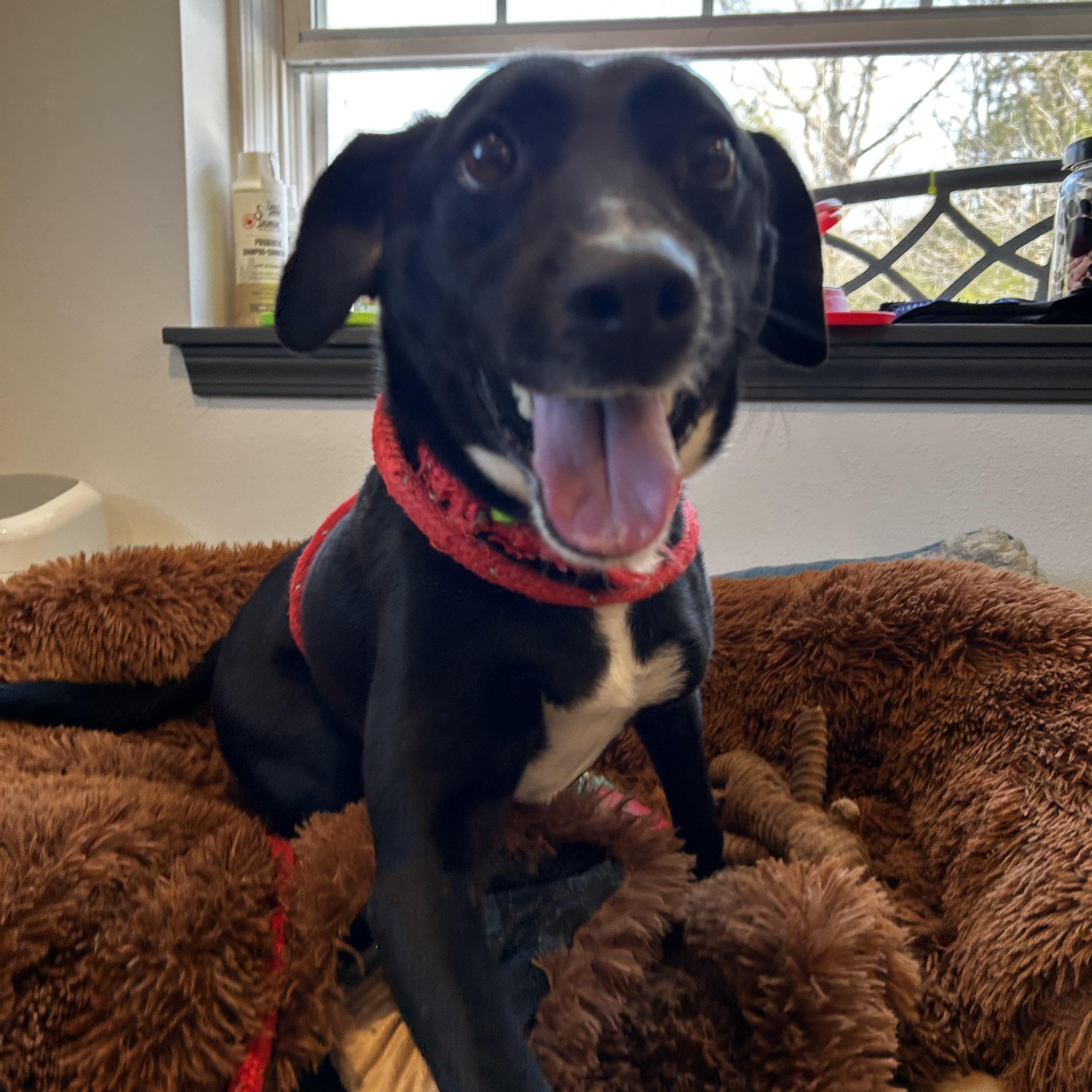 Enlarge Buddy, a ADOPTABLE mixed breed in Reeds Spring, MO image 3/3