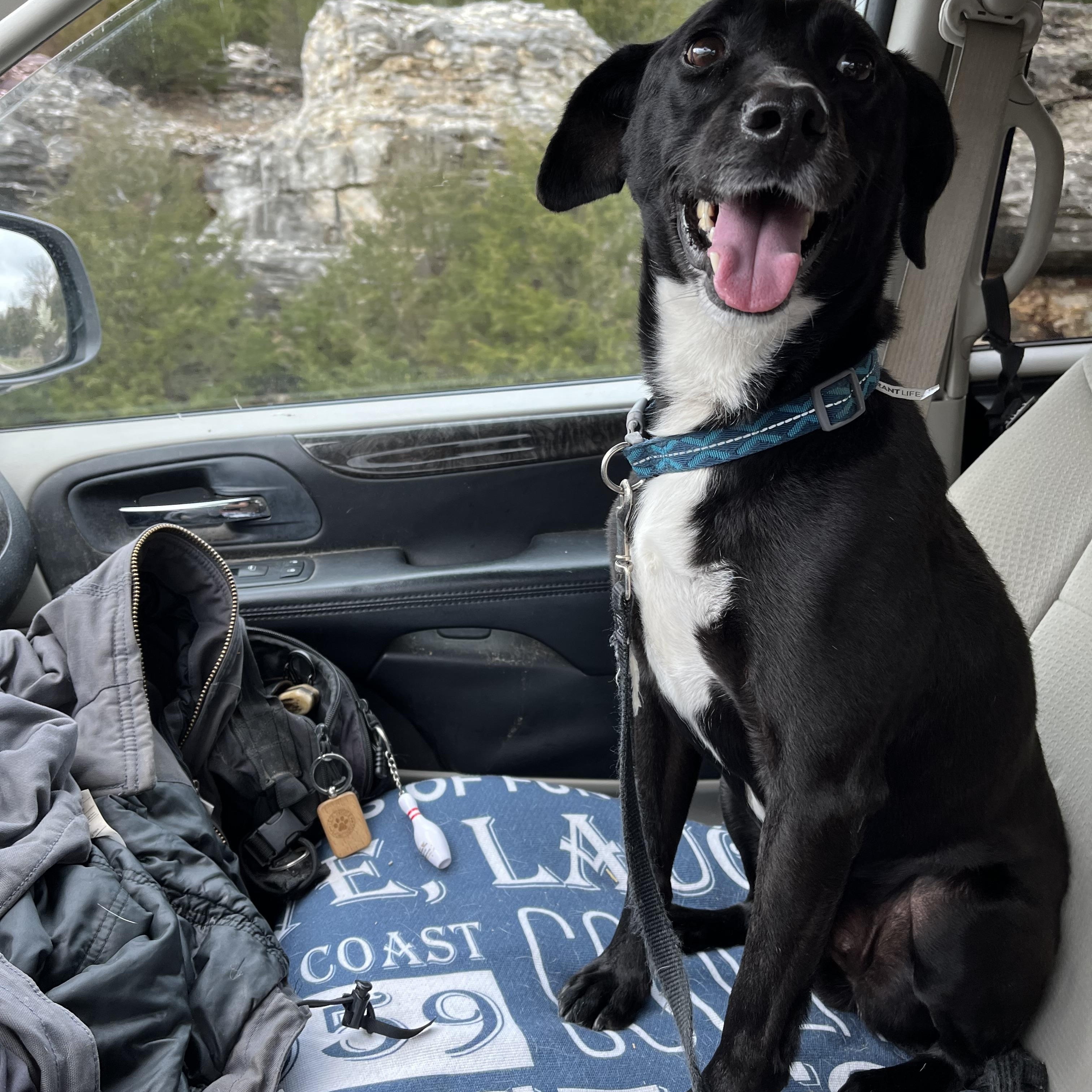 Enlarge Buddy, a ADOPTABLE mixed breed in Reeds Spring, MO image 1/3