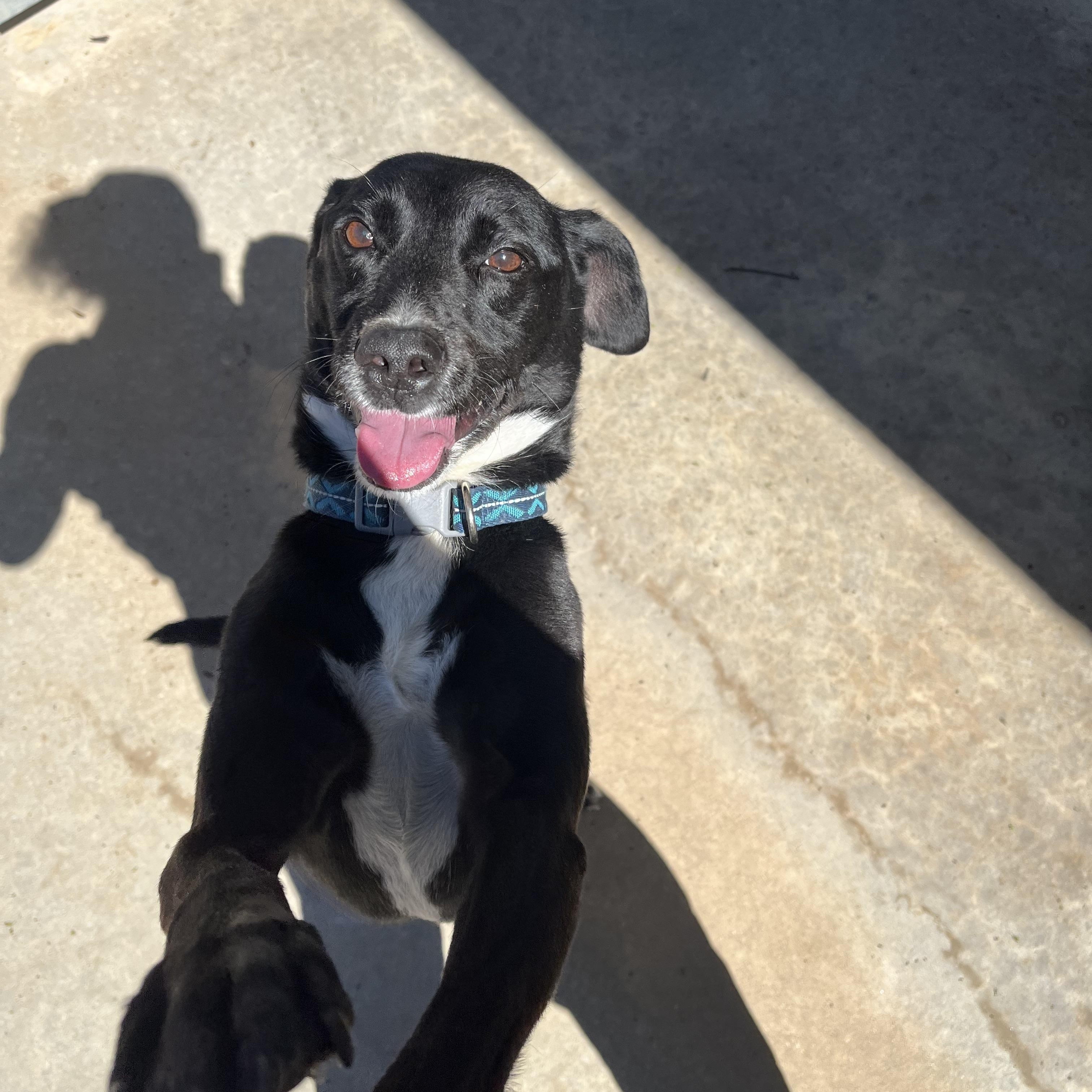 Enlarge Buddy, a ADOPTABLE mixed breed in Reeds Spring, MO image 2/3