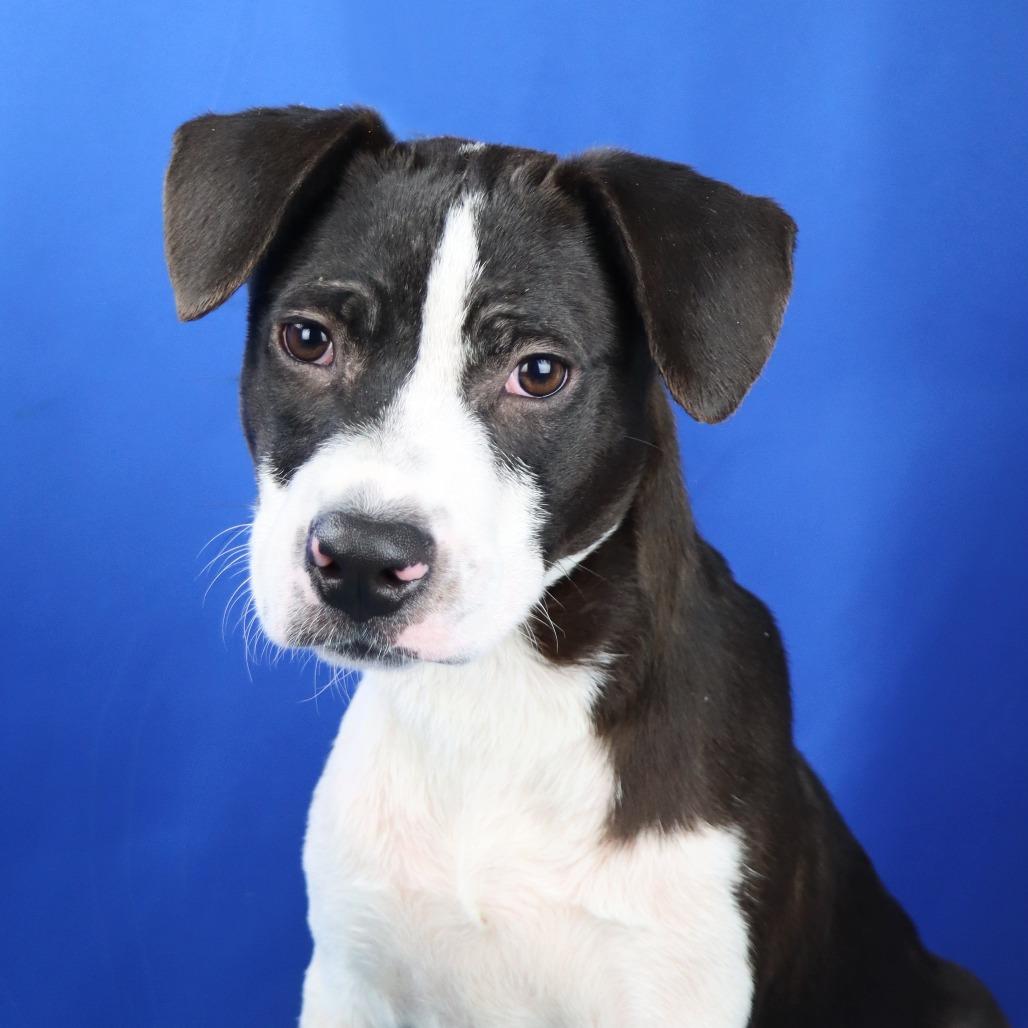 Enlarge Dusty - 102303T, a Adoptable mixed breed in Tupelo, MS image 2/2