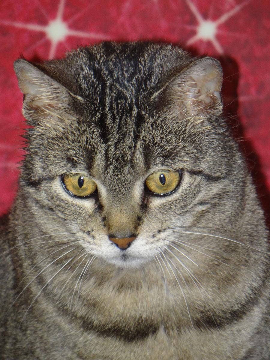 Enlarge Popsicle, a Adoptable American Shorthair in Fort Kent, ME image 1/1