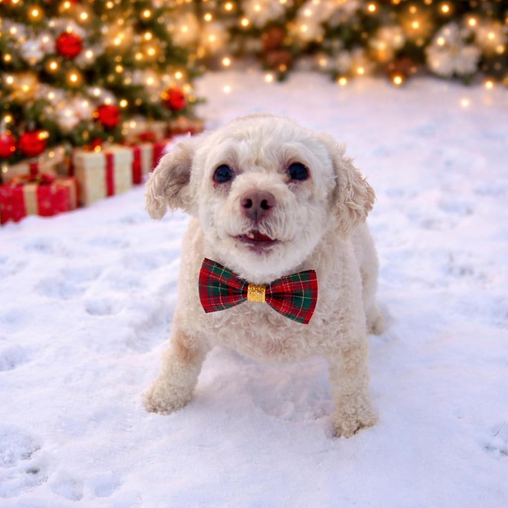 Schatzi, Adoptable, Senior Female Maltese & Poodle.