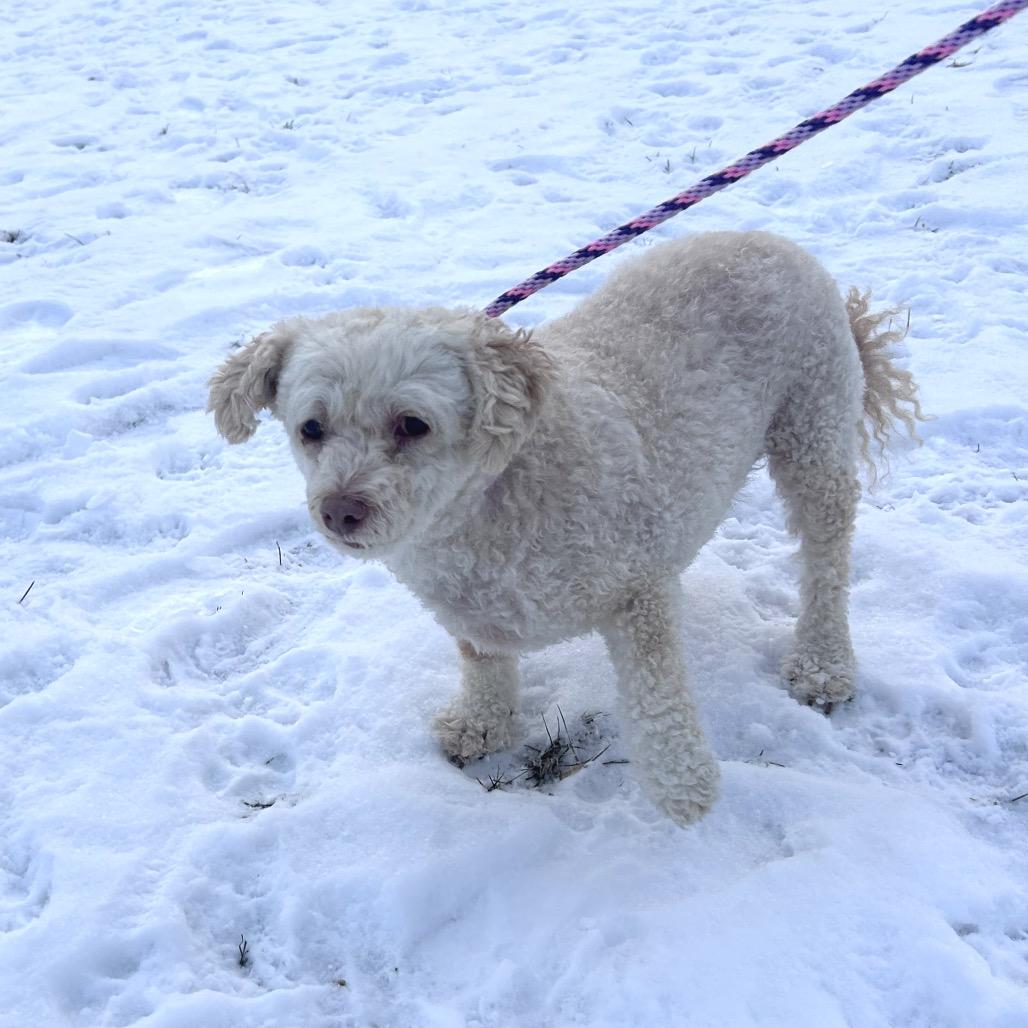 Enlarge Schatzi, a Adoptable mixed breed in Binghamton, NY image 2/3