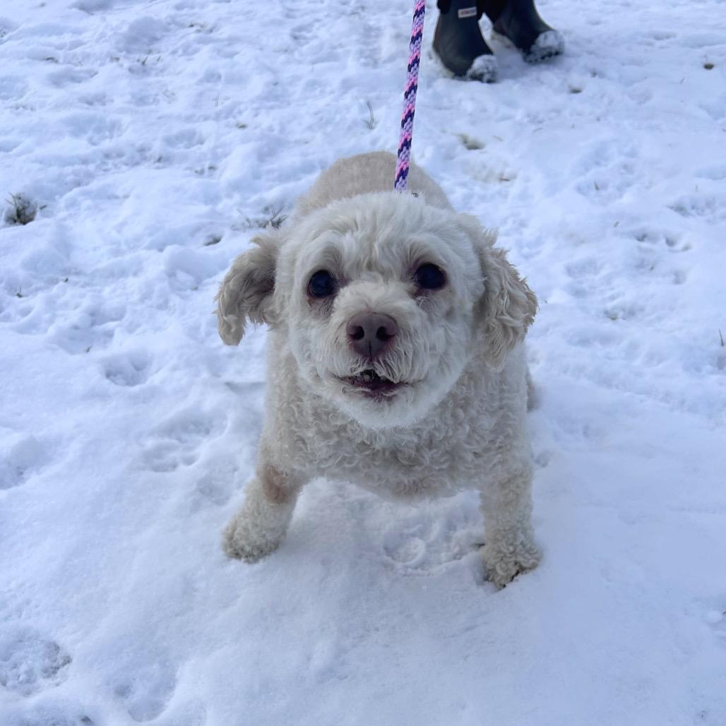 Enlarge Schatzi, a Adoptable mixed breed in Binghamton, NY image 3/3