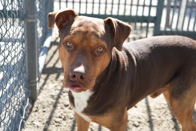Enlarge FRED, a Adoptable mixed breed in Thousand Palms, CA image 1/1