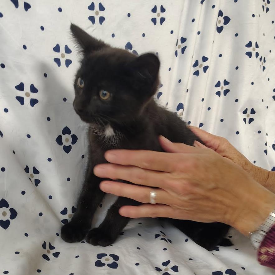 Acres, Adoptable, Kitten Male Domestic Short Hair.