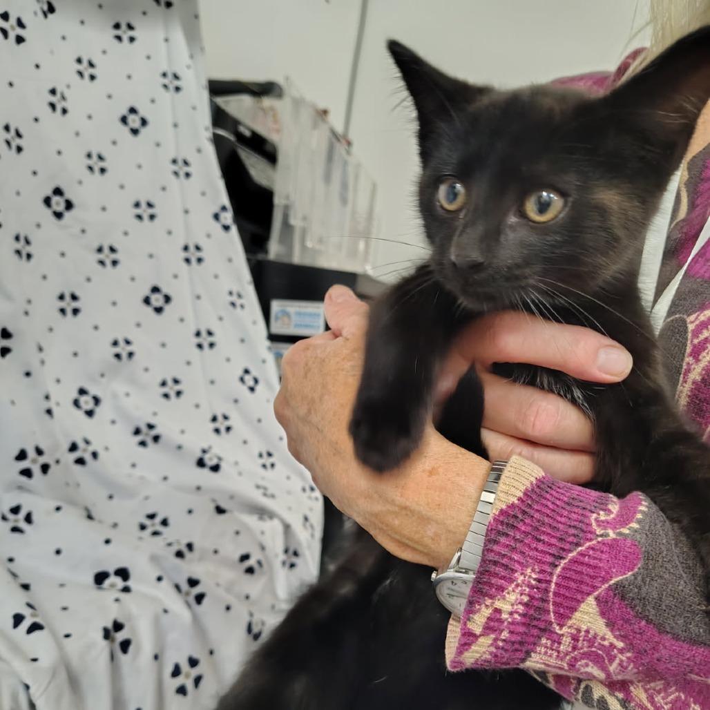 Enlarge Acres, a Adoptable Domestic Short Hair in Coos Bay, OR image 2/2