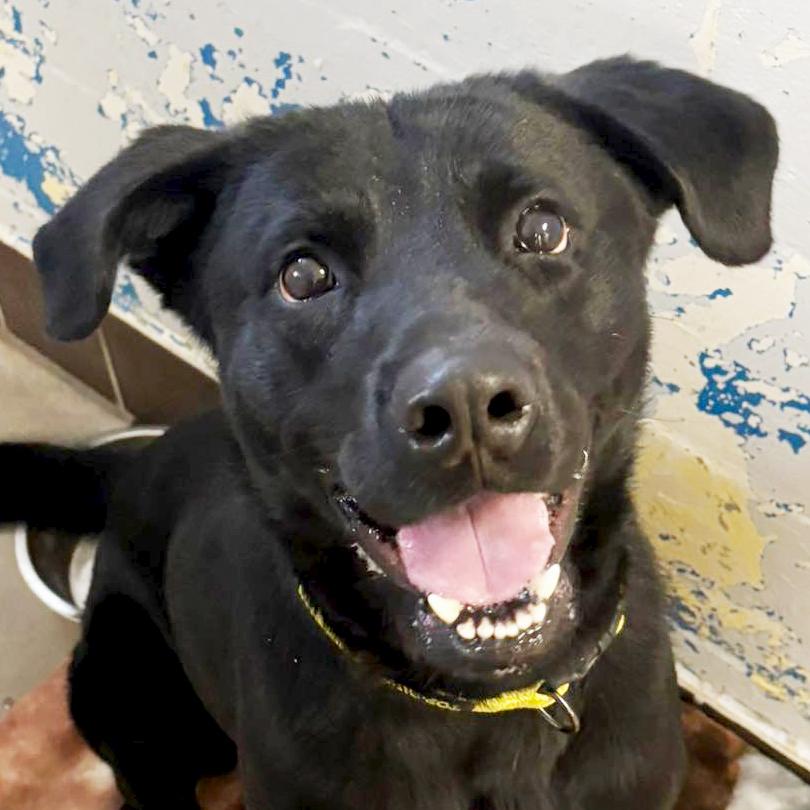 Enlarge Lonzo, a ADOPTABLE mixed breed in Olean, NY image 1/2