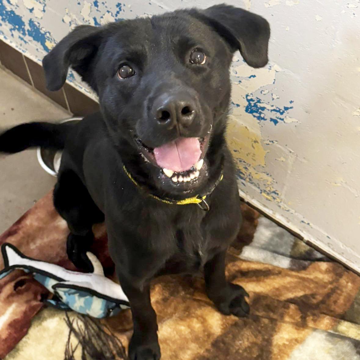 Enlarge Lonzo, a ADOPTABLE mixed breed in Olean, NY image 2/2