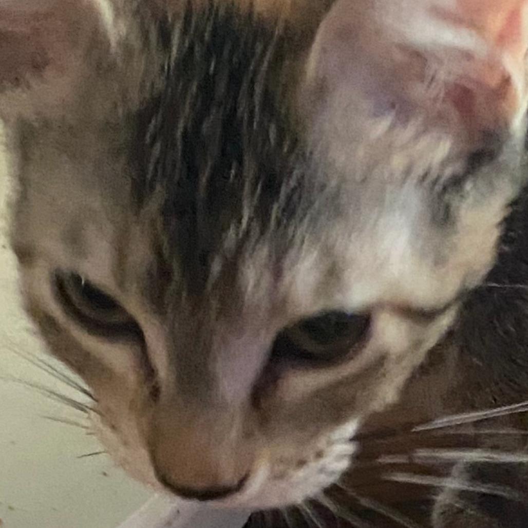 Lizard, Adoptable, Kitten Female Domestic Short Hair.