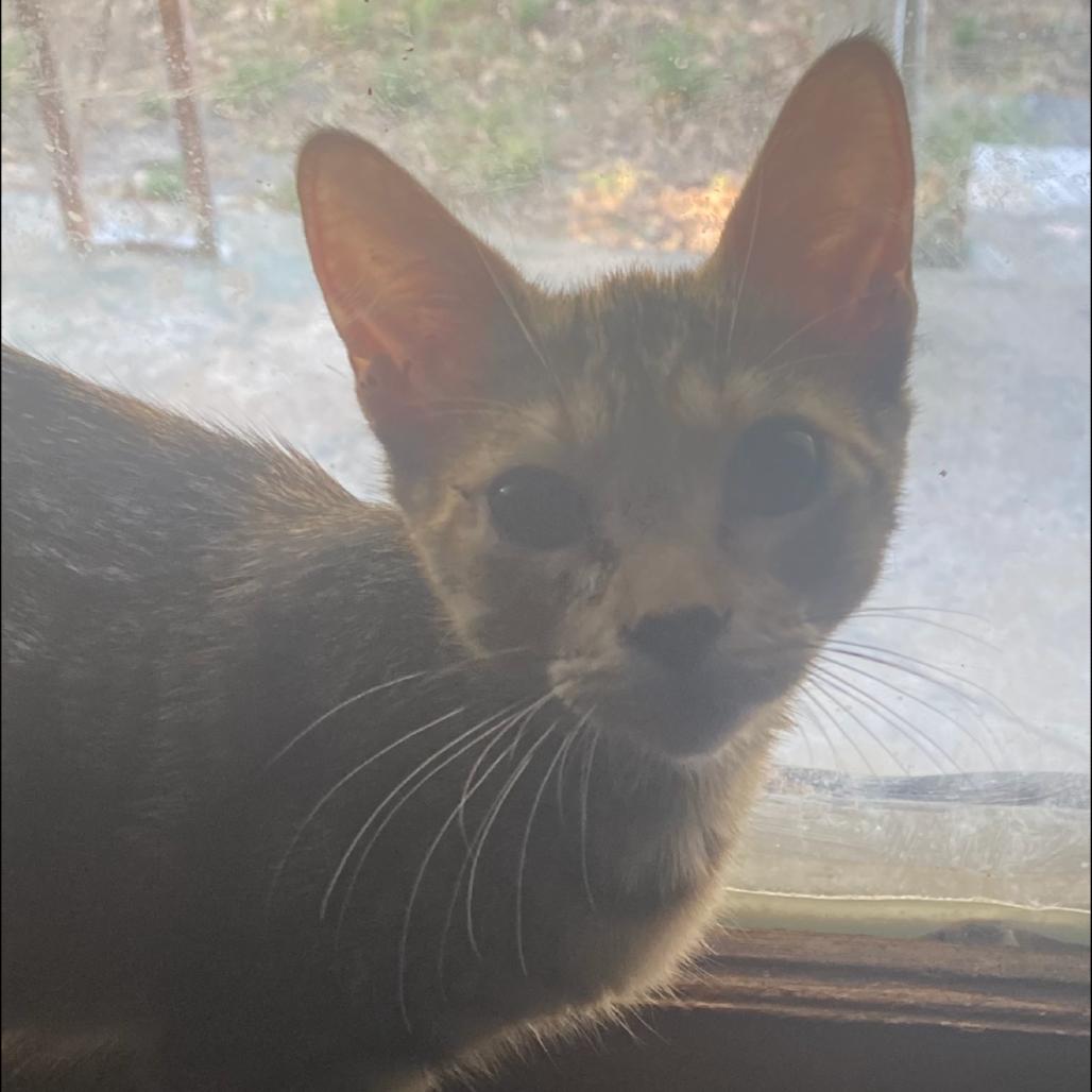 Enlarge Lizard, a Adoptable Domestic Short Hair in Granby, MO image 2/2