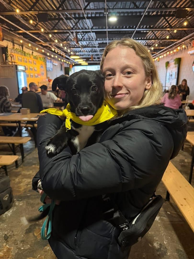 Bernice, adopted, Puppy Female Black Labrador Retriever.