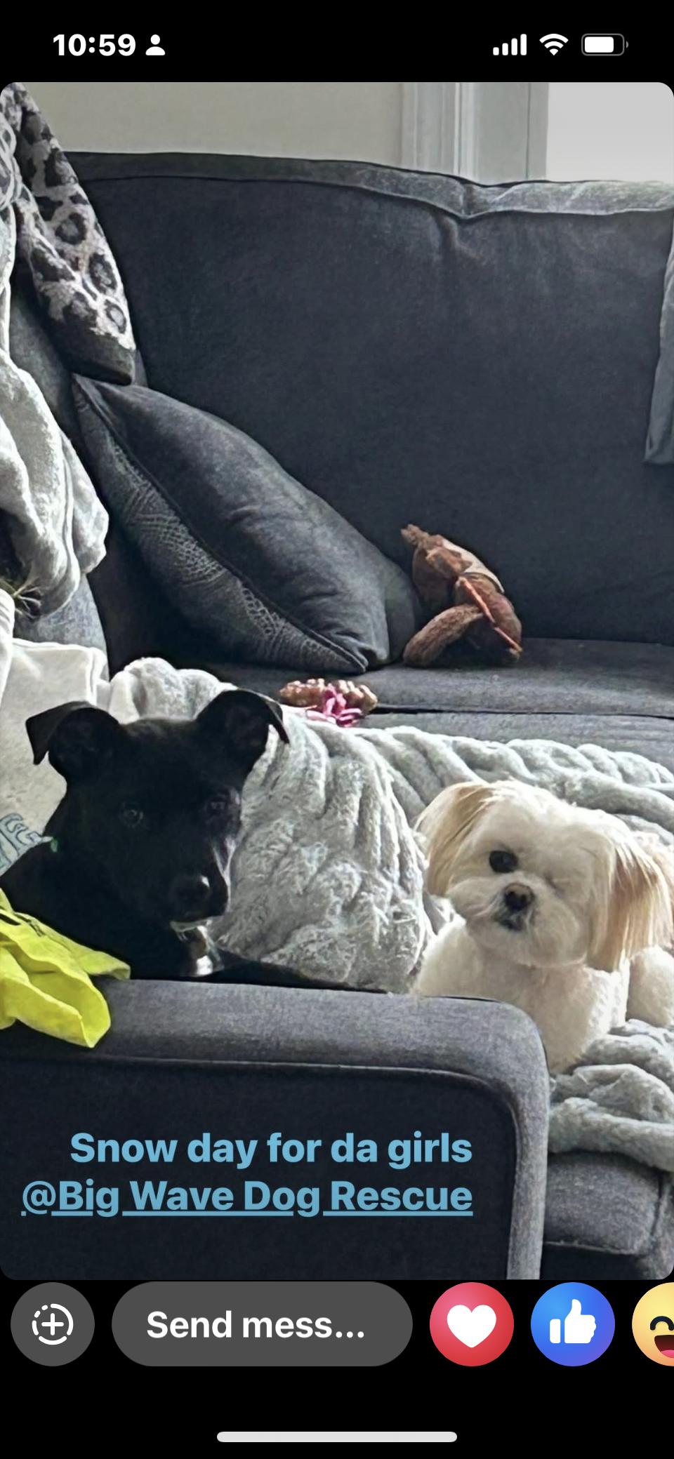 Enlarge Bernice, an adopted mixed breed in Billerica, MA image 5/5