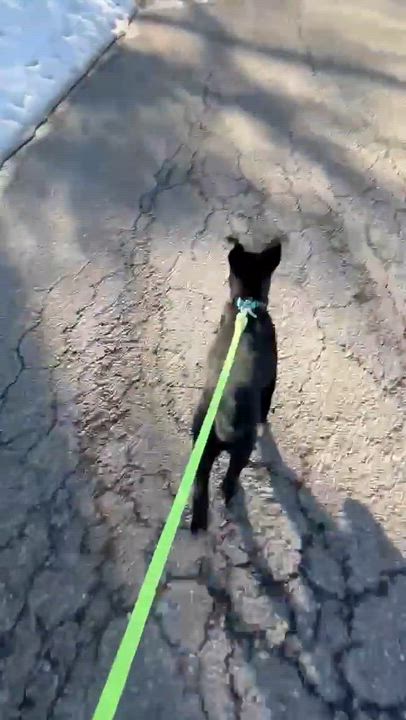 Enlarge Bernice, an adopted mixed breed in Billerica, MA video 2/5