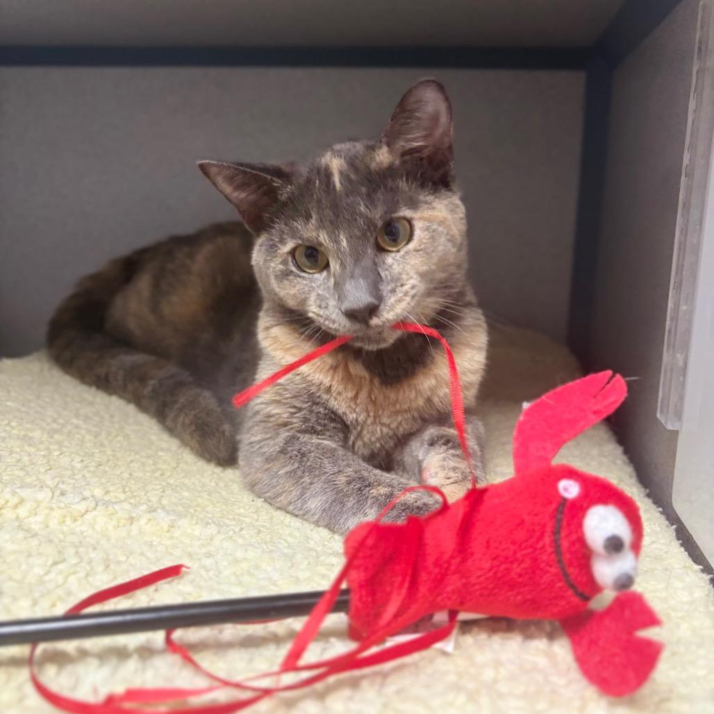 Enlarge Jee, a Adoptable Domestic Short Hair in Marshalltown, IA image 1/3