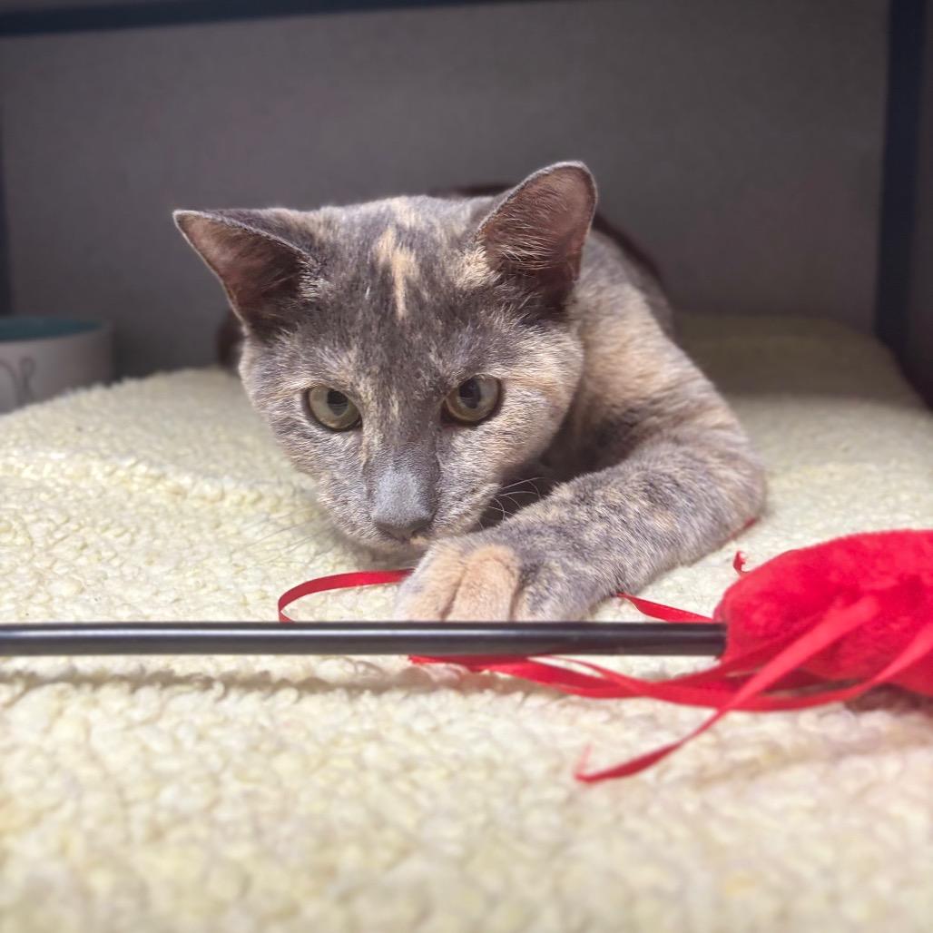 Enlarge Jee, a Adoptable Domestic Short Hair in Marshalltown, IA image 2/3