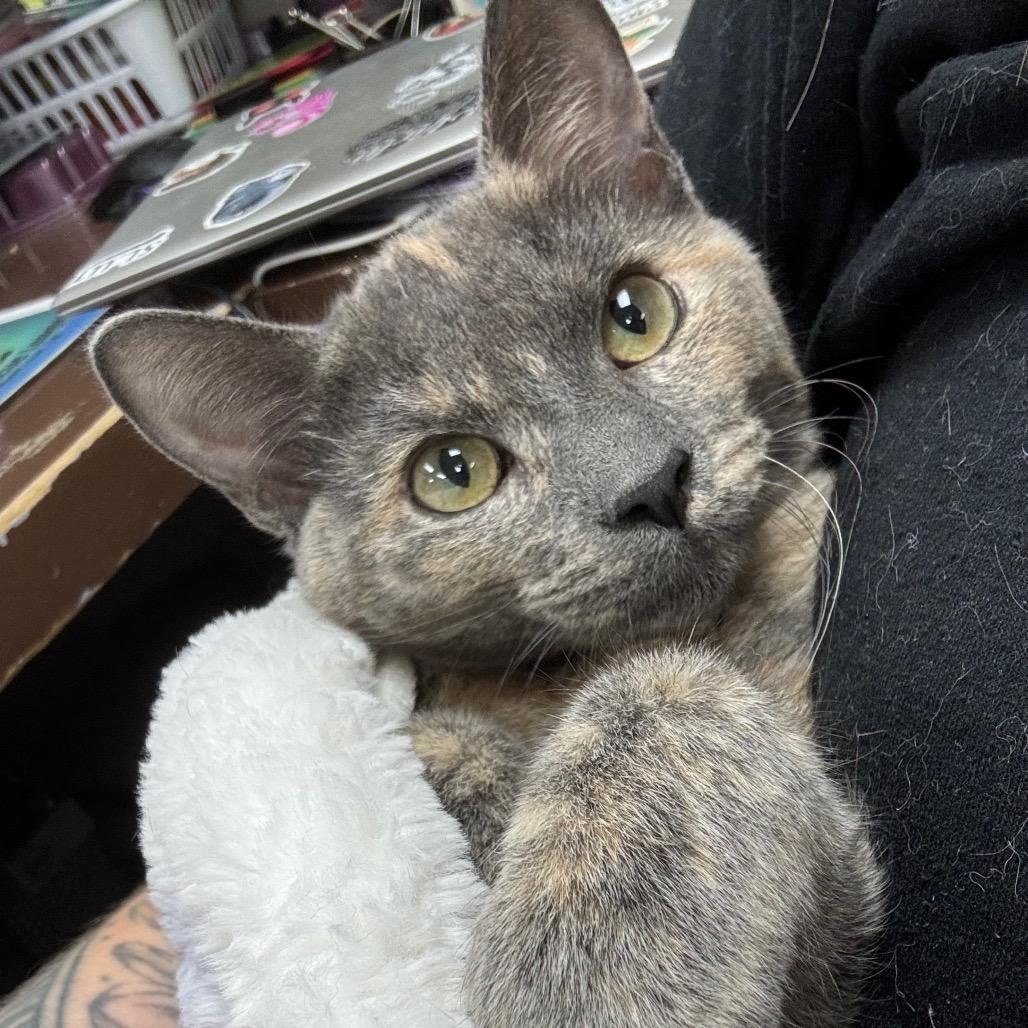 Enlarge Jee, a Adoptable Domestic Short Hair in Marshalltown, IA image 3/3