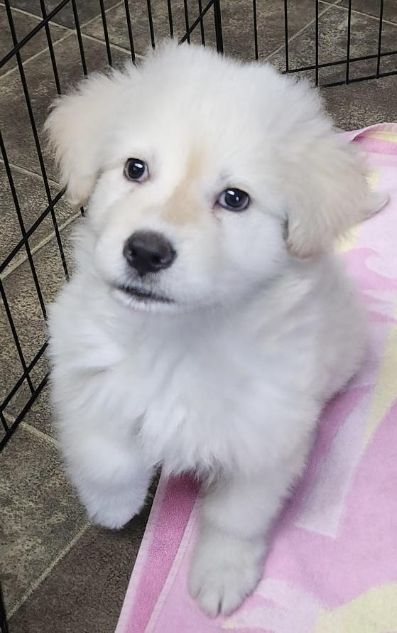 Matilda , adoptable, Puppy Female Samoyed.