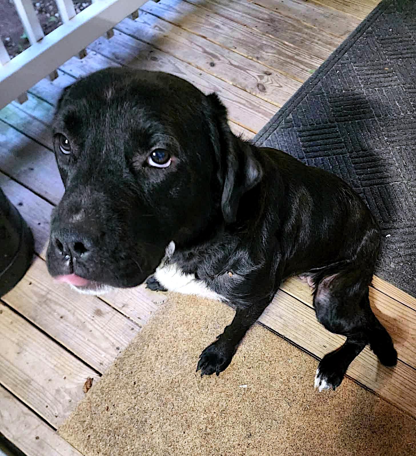 Shelby, a ADOPTABLE mixed breed in Sulphur, KY image 3/5
