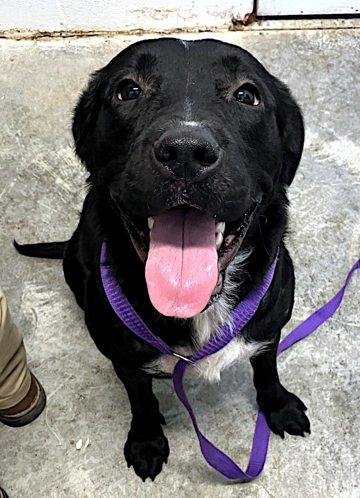 Shelby, a ADOPTABLE mixed breed in Sulphur, KY image 2/5