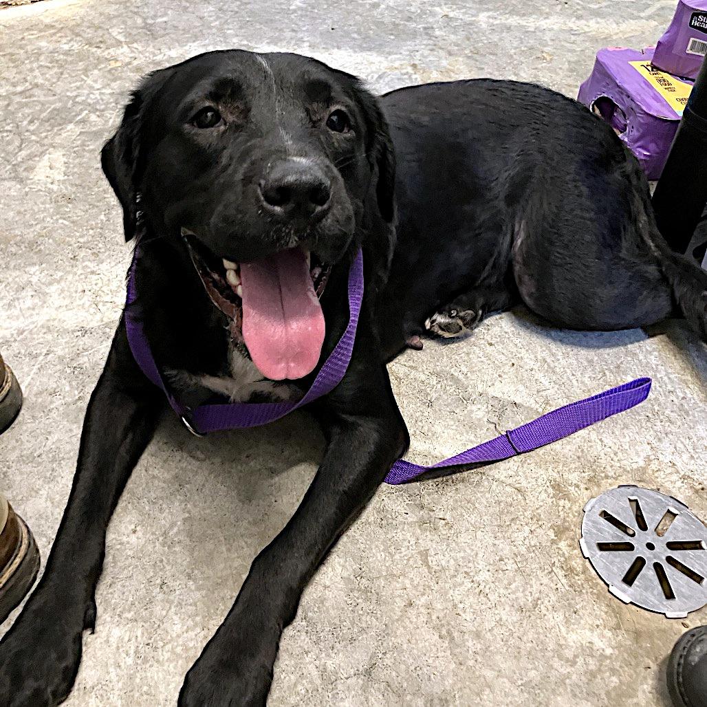 Shelby, a ADOPTABLE mixed breed in Sulphur, KY image 5/5