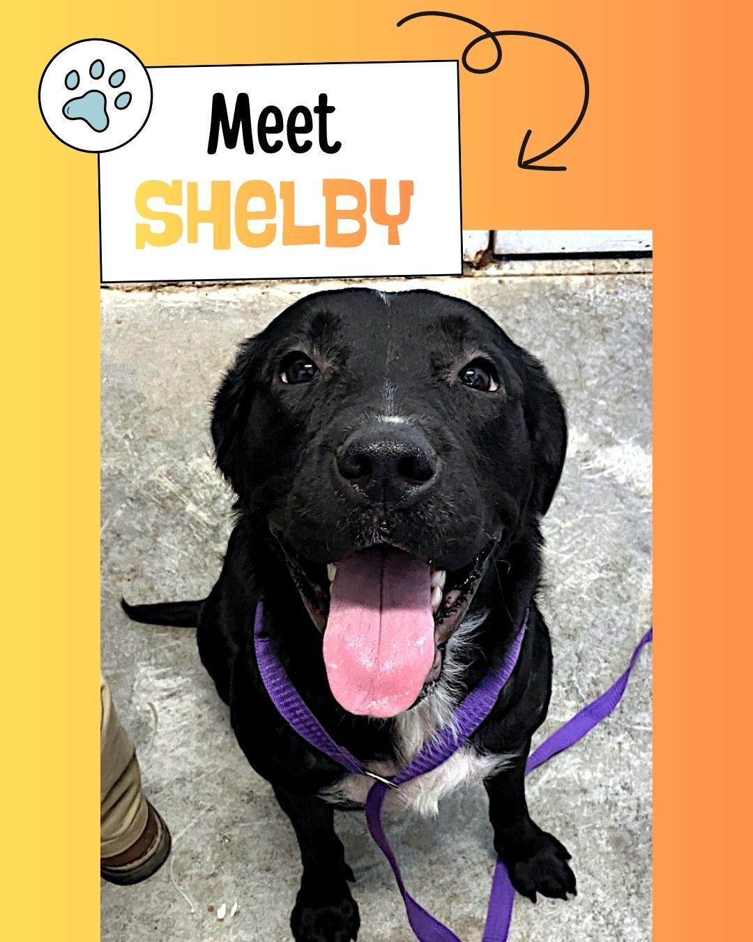 Shelby, ADOPTABLE, Young Female Flat-Coated Retriever.