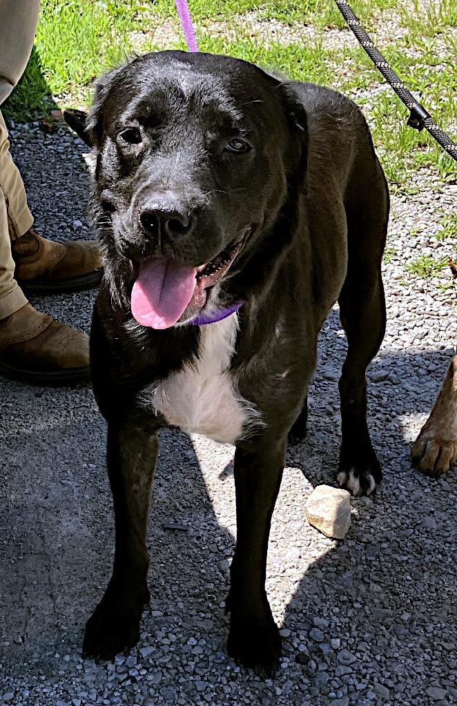 Shelby, a ADOPTABLE mixed breed in Sulphur, KY image 4/5