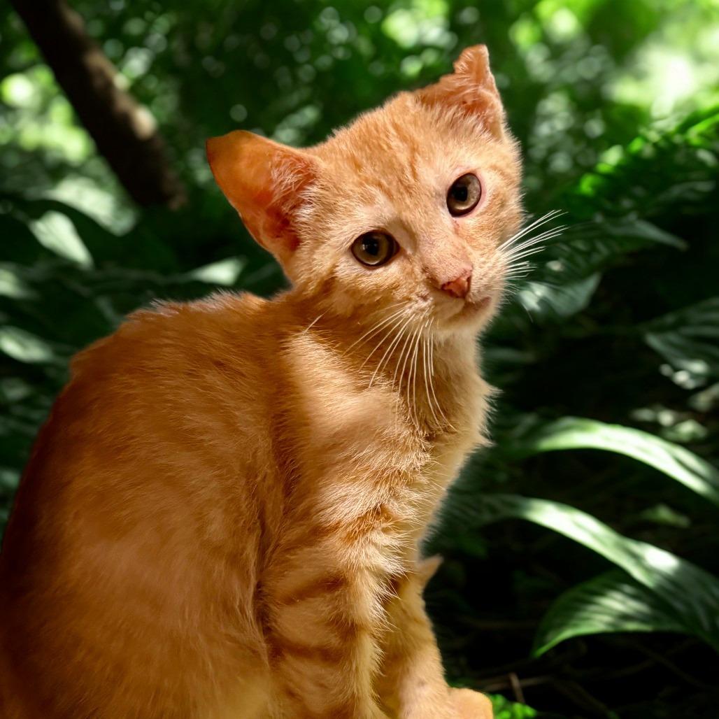 Cantaloupe, Adoptable, Kitten Male Domestic Short Hair.