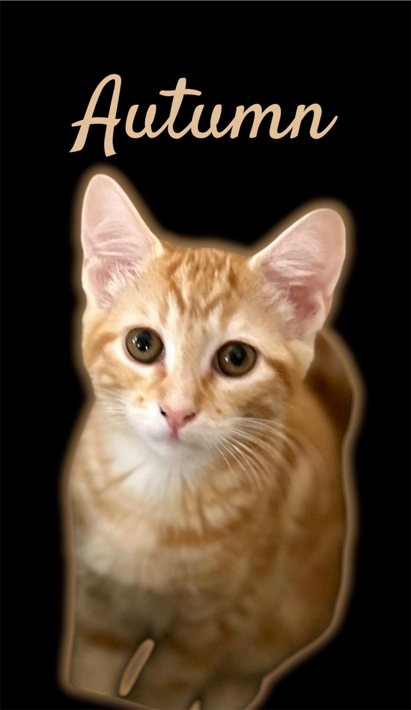 Autumn, Adopted, Kitten Female Domestic Short Hair.