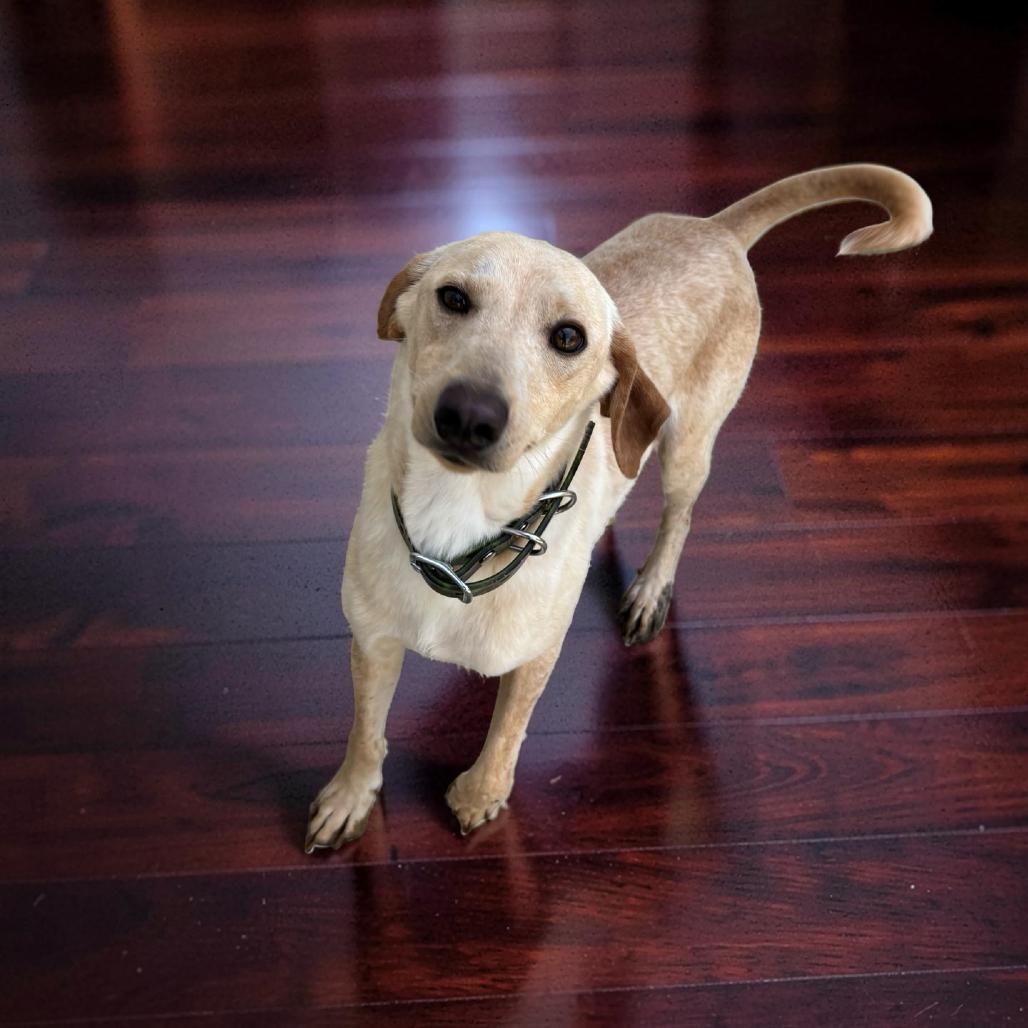 Milo (gredel), Adoptable, Young Male Terrier.