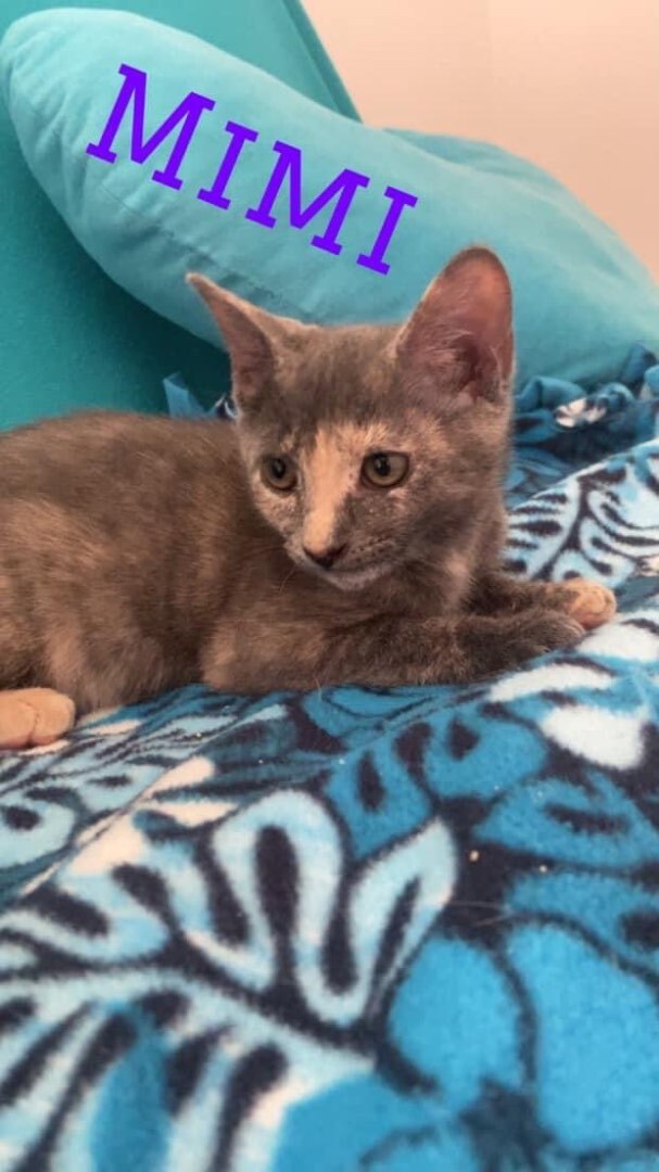 Enlarge Mimi, a Adopted mixed breed in Howey in the hills, FL image 1/1