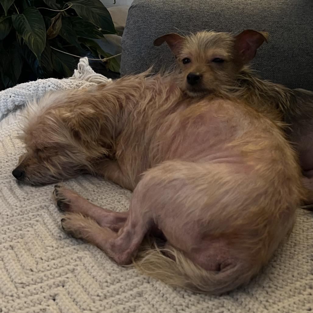 Wilson, Adoptable, Adult Male Terrier.