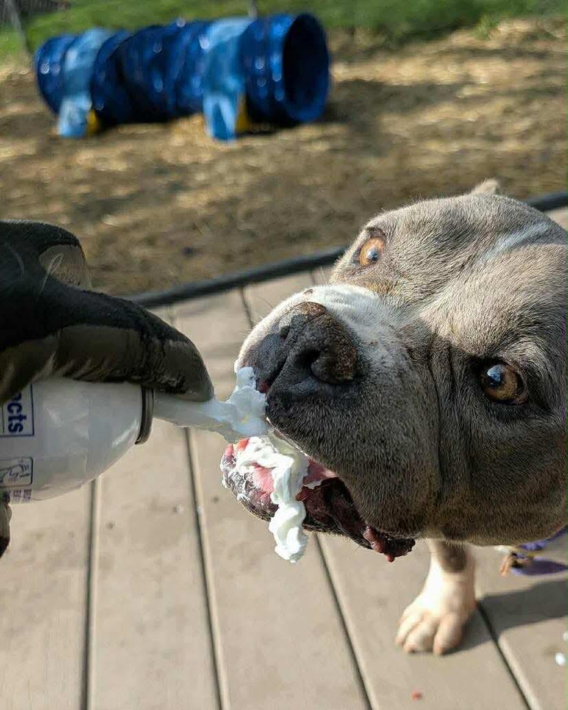 Katie, a Adoptable mixed breed in Wheaton, IL image 3/5