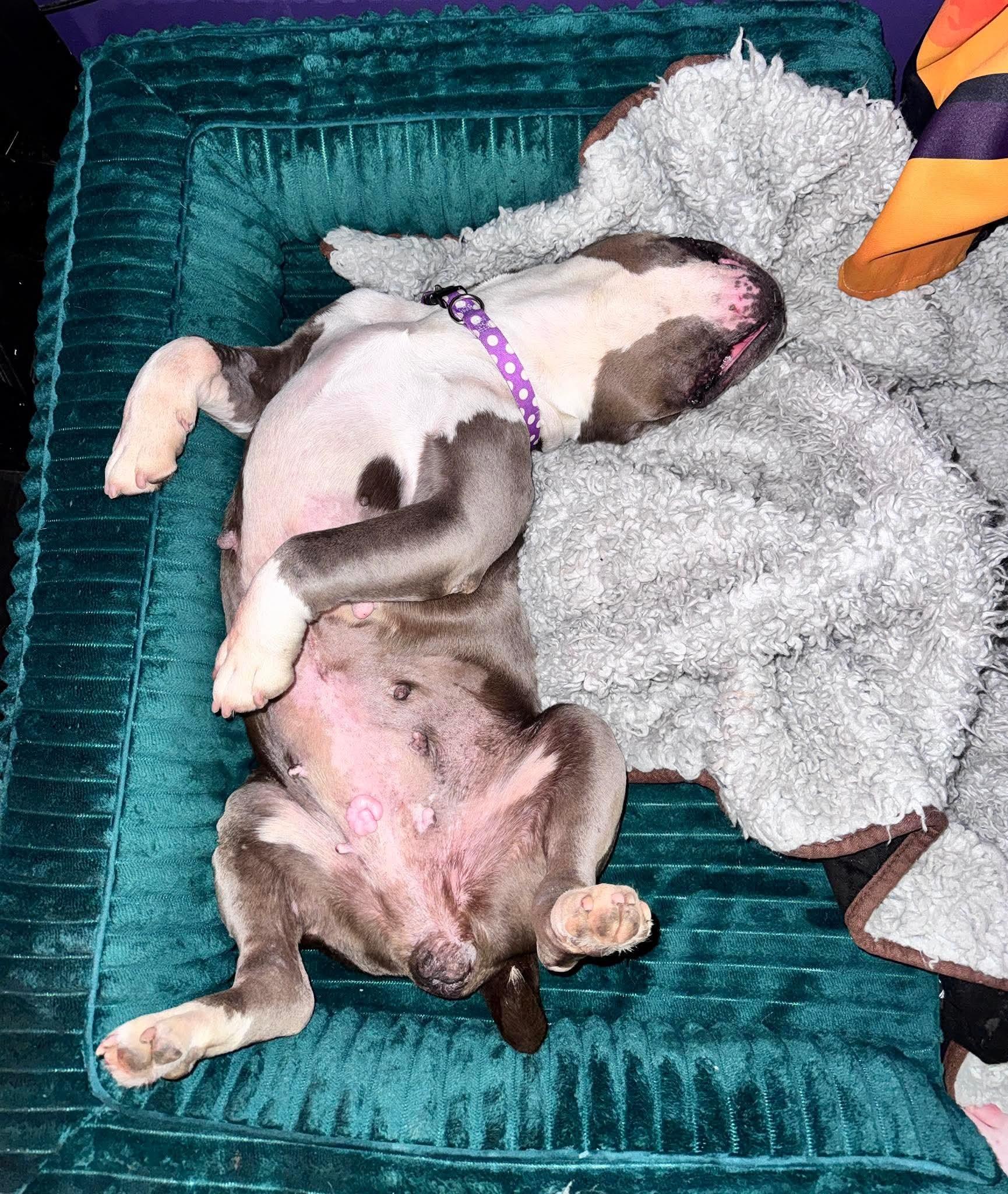 Katie, a Adoptable mixed breed in Wheaton, IL image 5/5