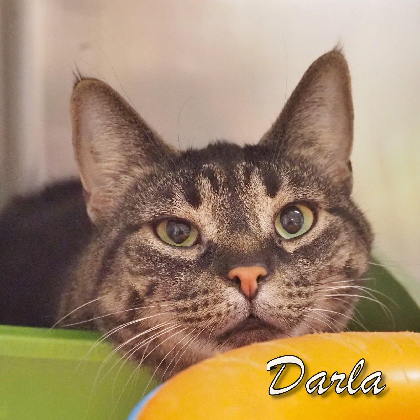 Enlarge Darla, an adopted mixed breed in Cape May Court House, NJ image 2/4