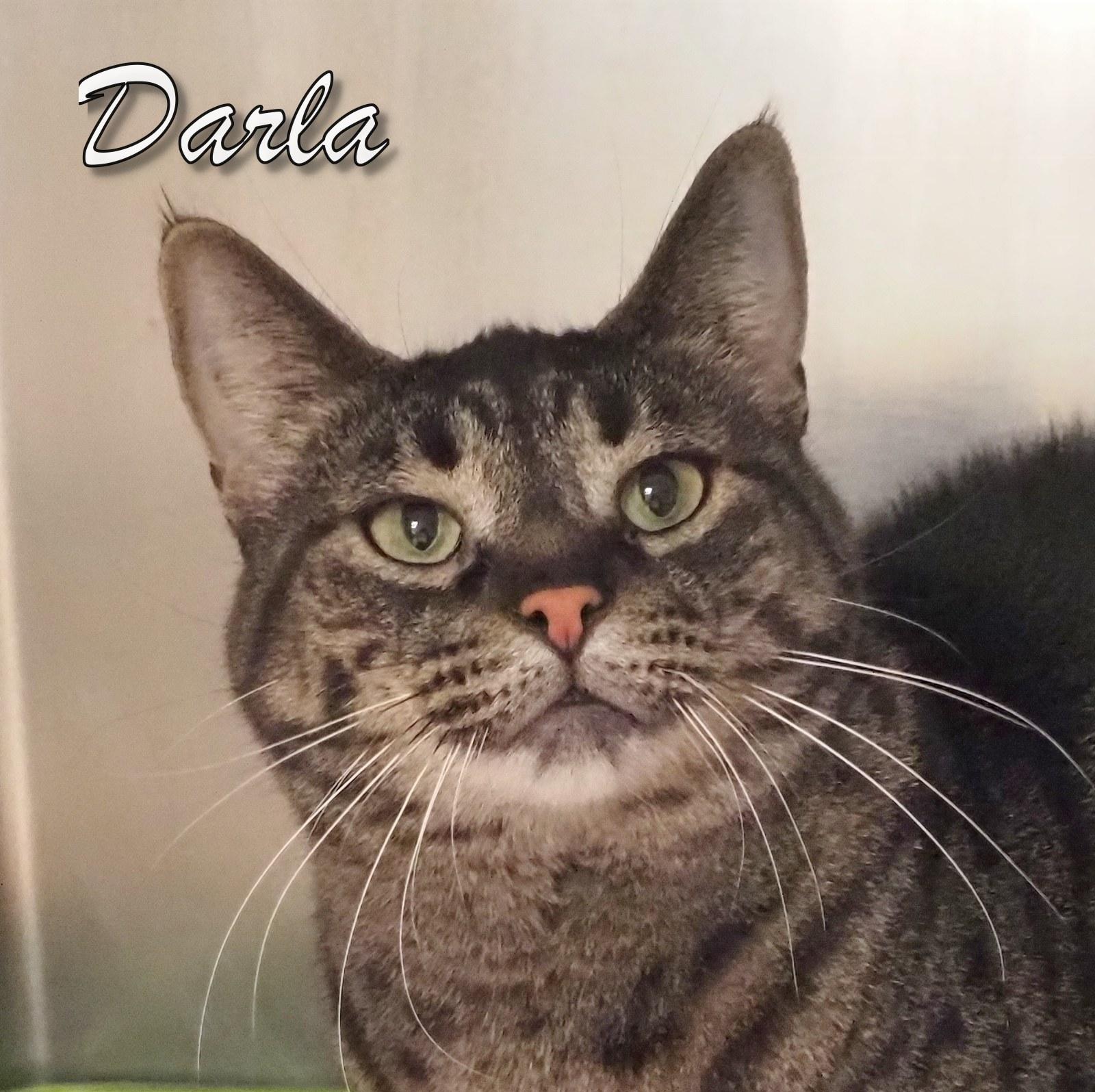 Enlarge Darla, an adopted mixed breed in Cape May Court House, NJ image 1/4