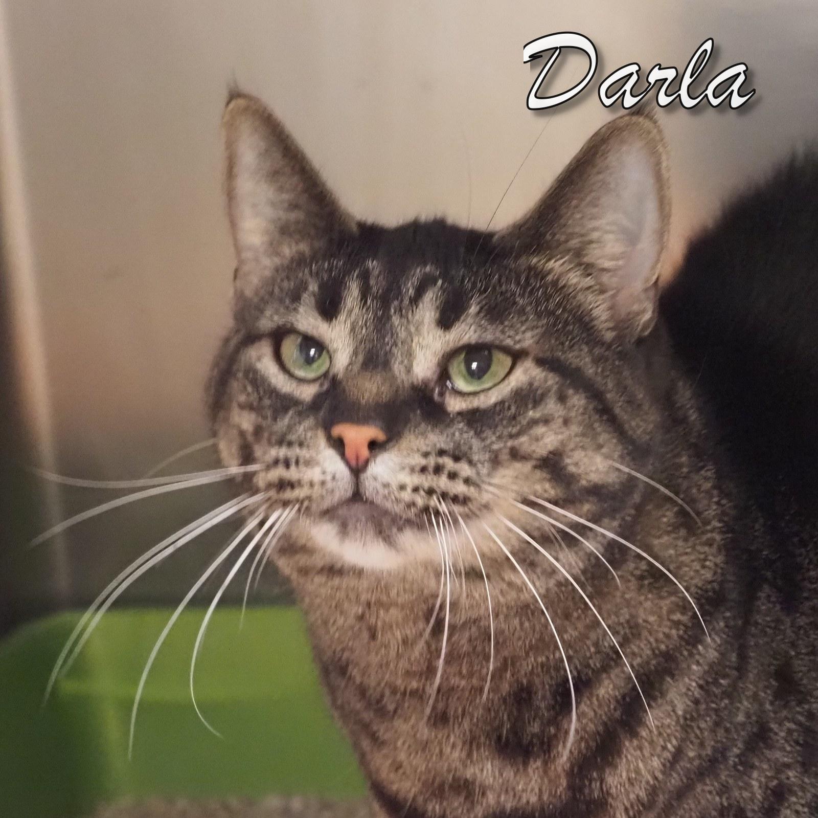 Enlarge Darla, an adopted mixed breed in Cape May Court House, NJ image 4/4