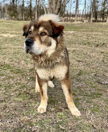 Kodiak — thumbnail 3