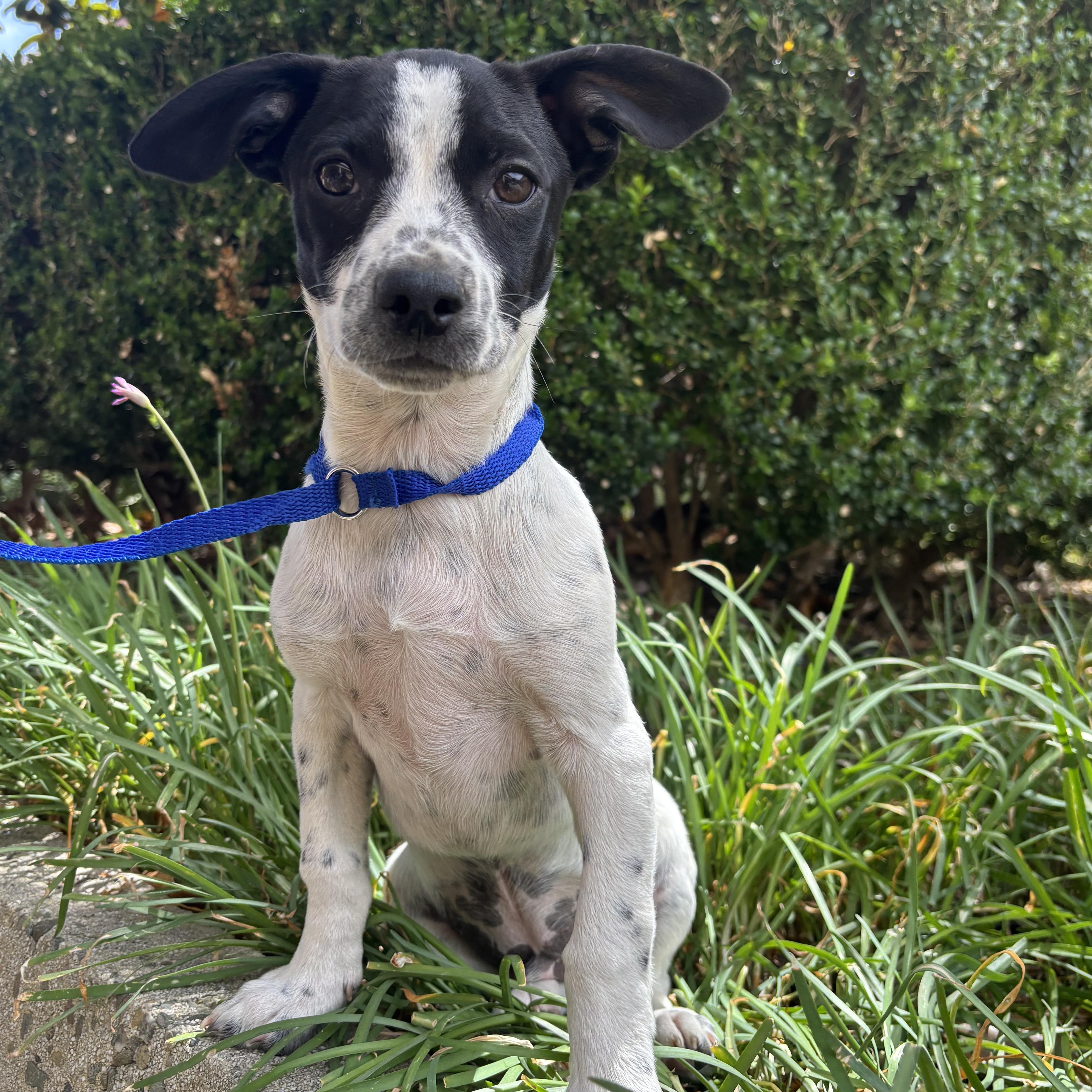 Rascally Ralph , Adoptable, Puppy Male Chihuahua.