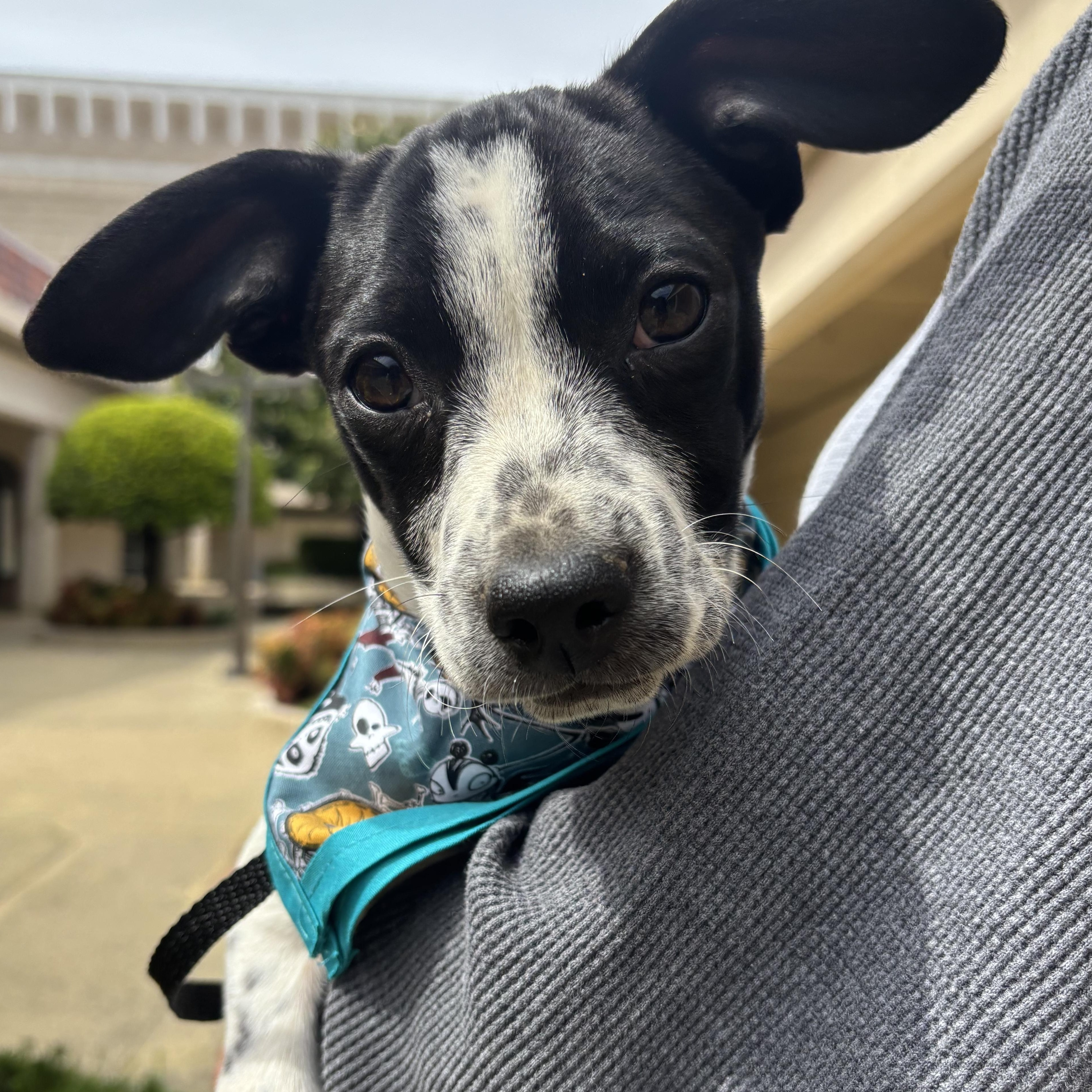 Rascally Ralph , a Adoptable mixed breed in San Jose, CA image 2/3