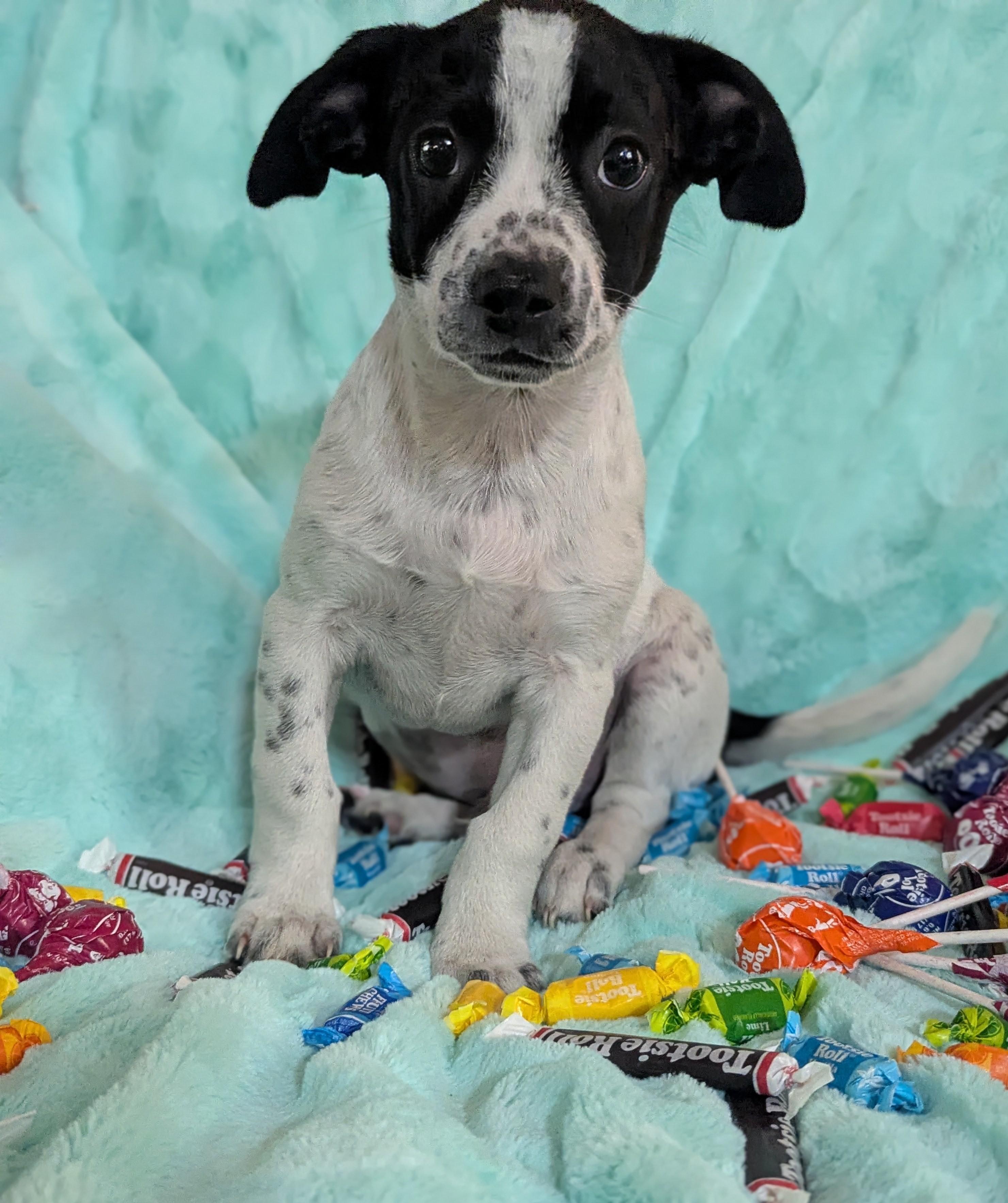 Rascally Ralph , a Adoptable mixed breed in San Jose, CA image 3/3