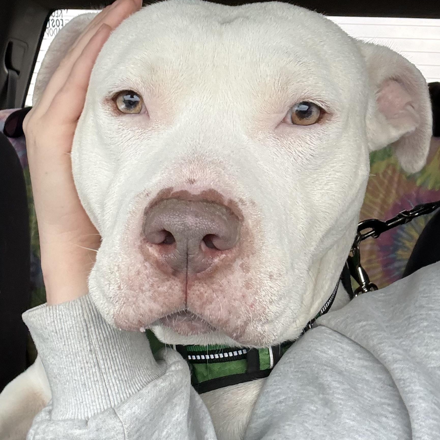 Enlarge Radar, a ADOPTABLE American Staffordshire Terrier in Grand Blanc, MI image 4/6